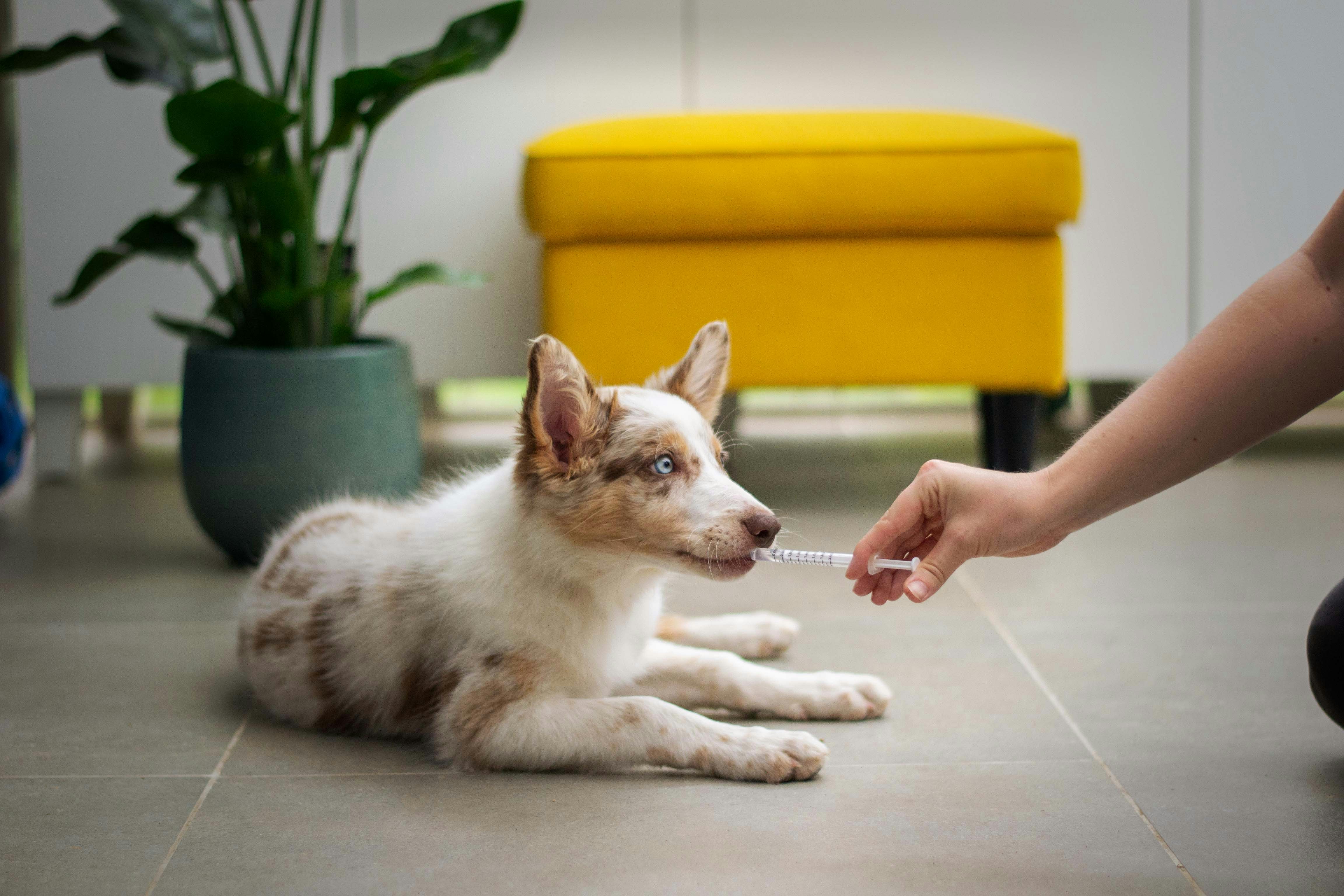 A merle puppy lying on a tiled floor while a person offers medicine from a syringe.