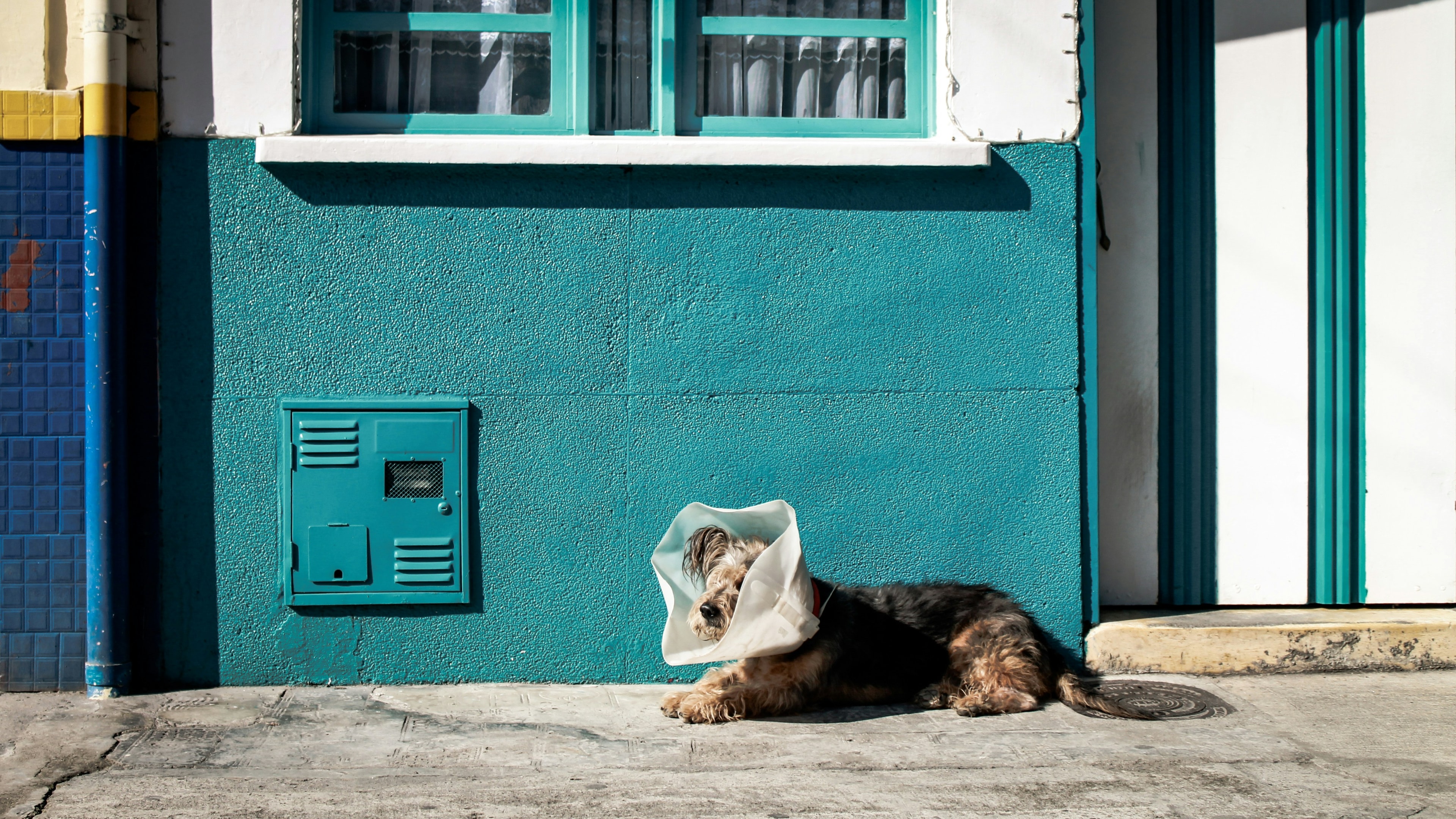 A small terrier resting against a teal wall while wearing a recovery cone.