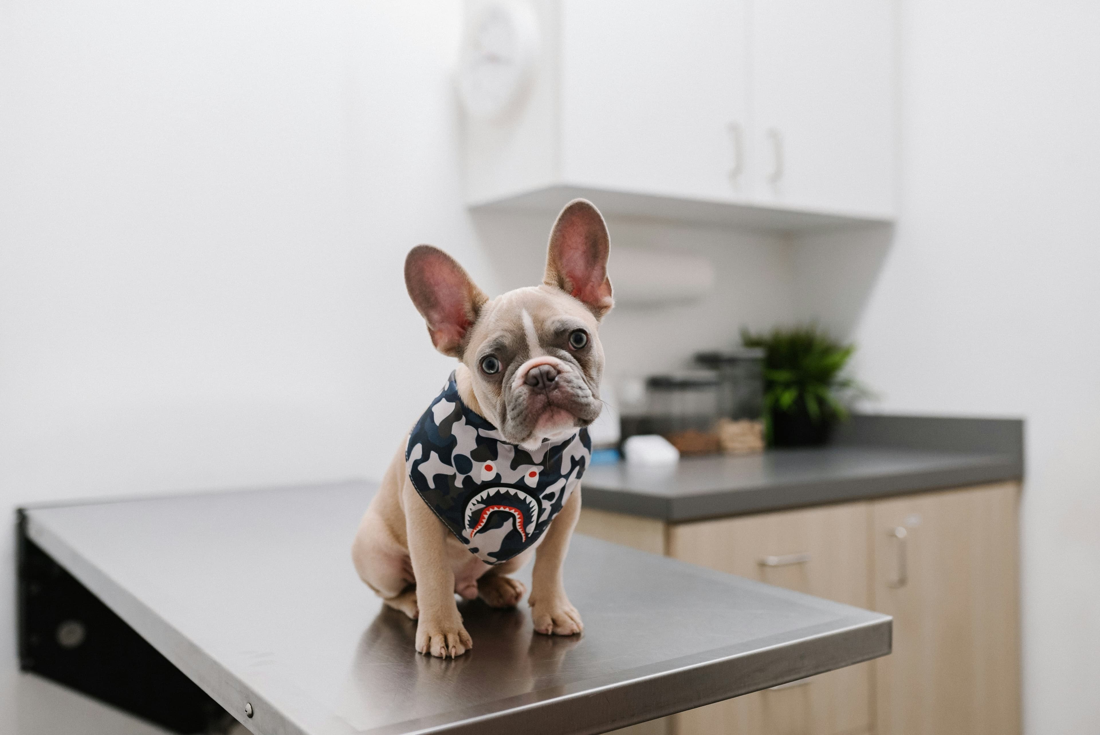A French bulldog puppy sitting on a stainless steel exam table in a bright clinic room.