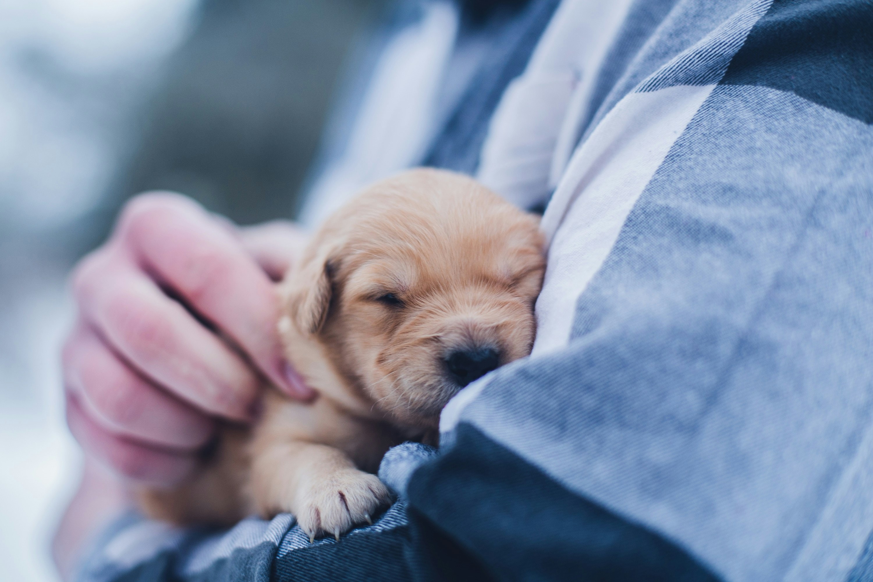 A person cradling a sleeping golden retriever puppy.