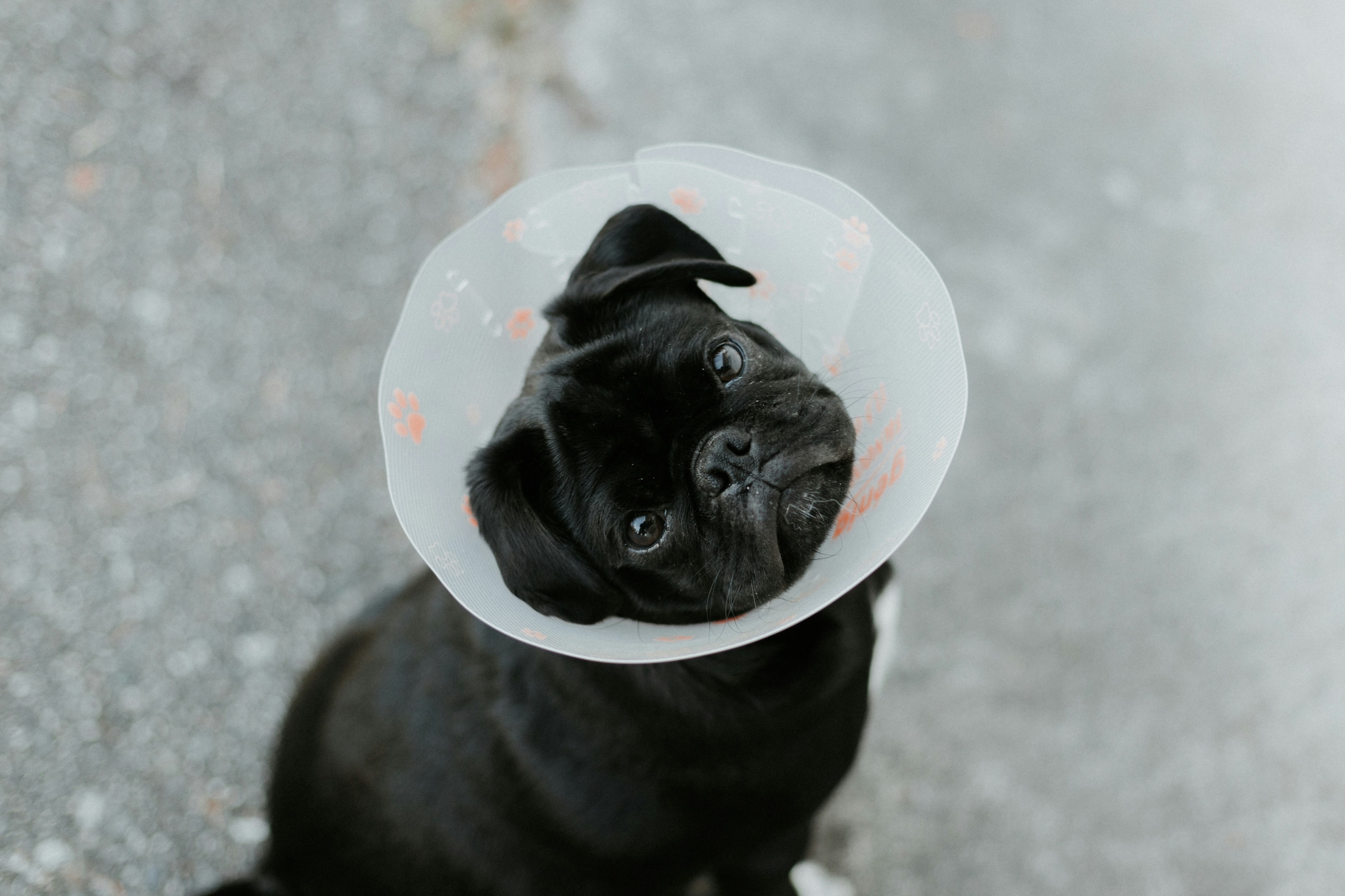 A black pug looking up while wearing a clear recovery cone.